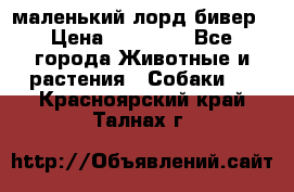 маленький лорд бивер › Цена ­ 10 000 - Все города Животные и растения » Собаки   . Красноярский край,Талнах г.